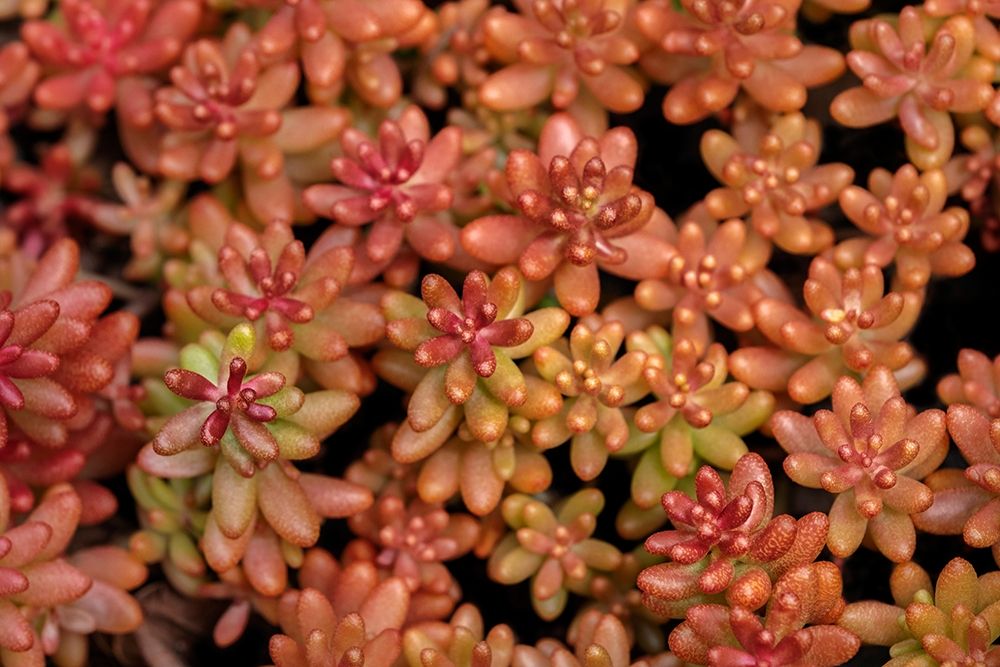 Redberry-Sedum